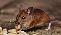 Find Exterminators in Bexar County